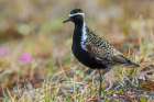 Pacific golden plover pause for a moment on the arctic tundra habitat of its summer home in Alaska Art Print